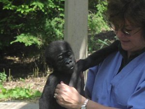 baby Baby gorilla with caretaker at Columbus Zoo