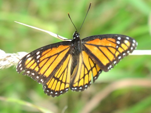 flutterby Monarch at Prarie Oaks Metro Park